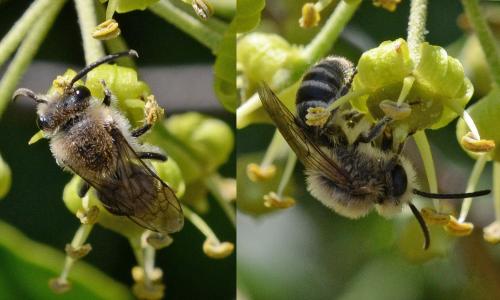 Colletes sp.